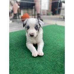 Blue merle kruising pup