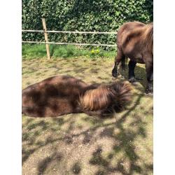 2 Pony&#039;s te koop.