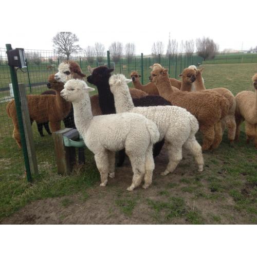 Alpaca te koop