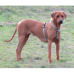 Rhodesian Ridgeback Pups