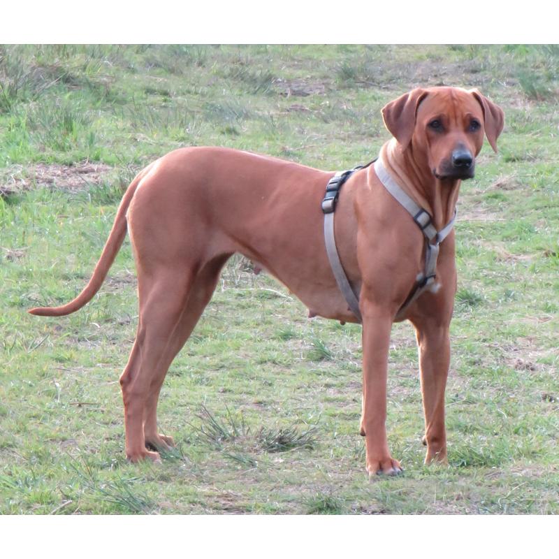 Rhodesian Ridgeback Pups