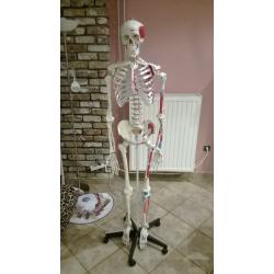 Anatomisch skelet met geverfde spieraanhechting/oorsprong