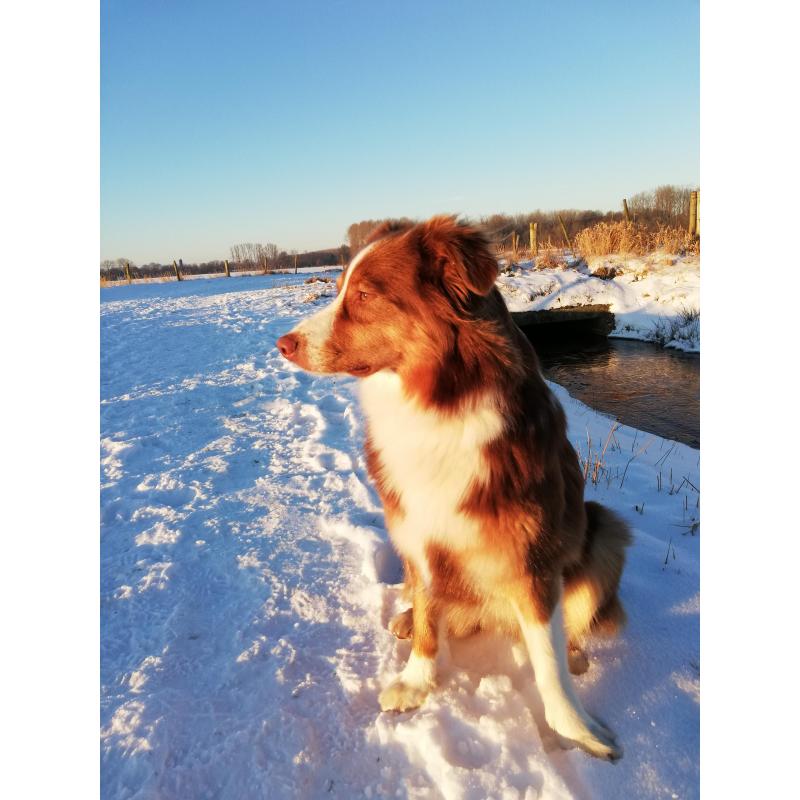 Australian Shepherd pups verwacht!