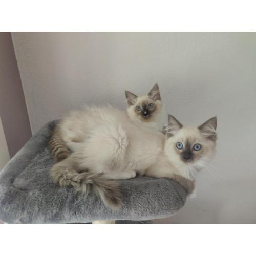 2 SUPER LIEVE RASZUIVER Ragdoll Kittens Katin & Katertje