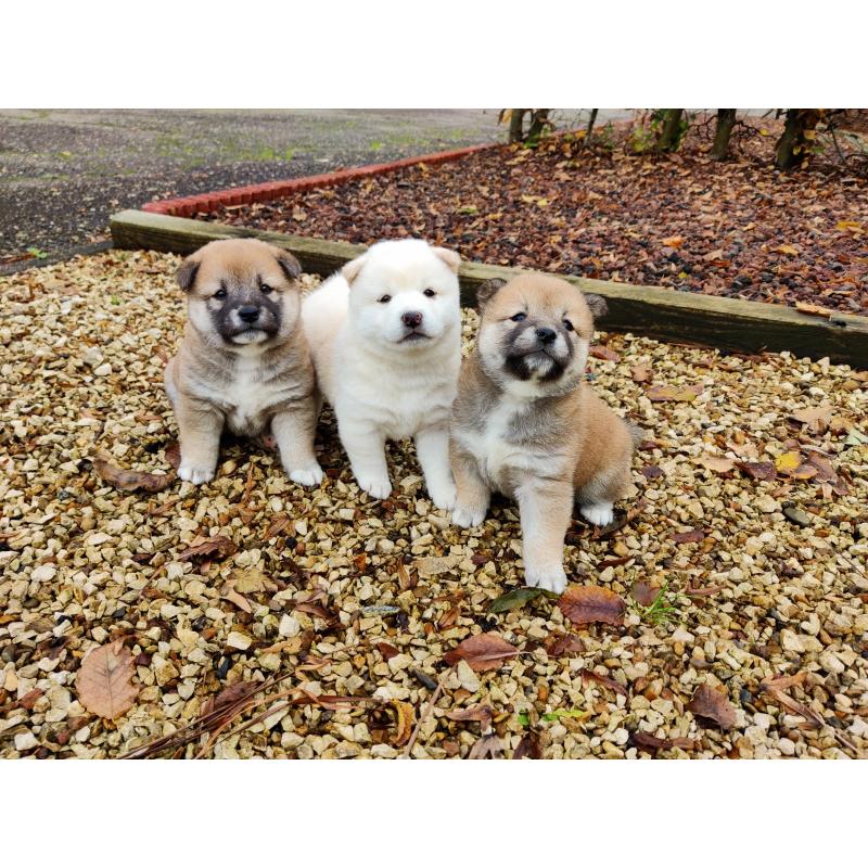 Shiba inu pups van particulier