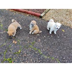 Shiba inu pups van particulier