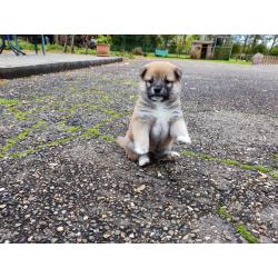 Shiba inu pups van particulier