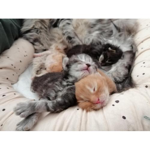 Mainecoon kittens met Stamboom