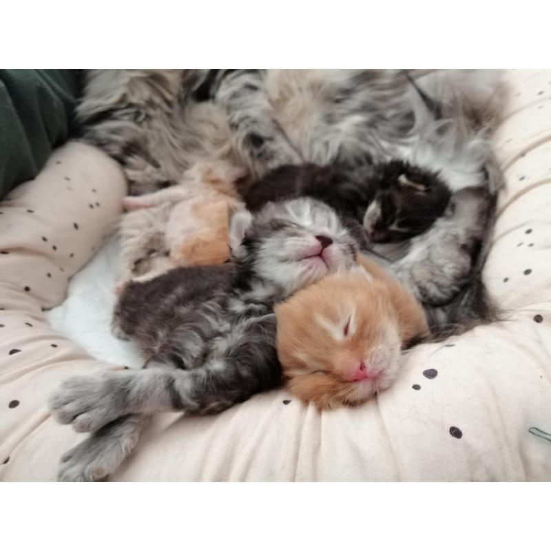 Mainecoon kittens met Stamboom