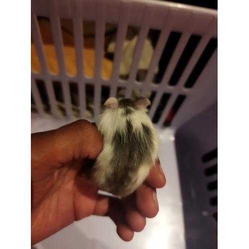 hamster 4 weken oud