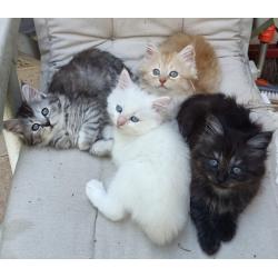 Schattige Siberische kittens