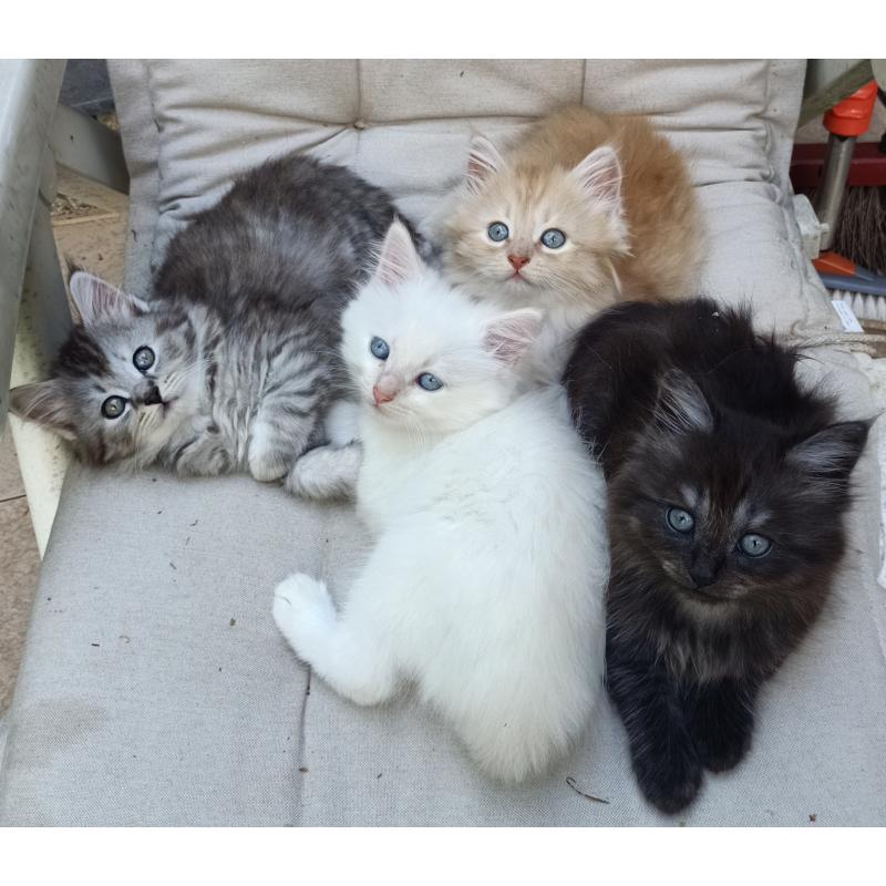 Schattige Siberische kittens