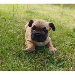 Franse bulldog puppy&#039;s