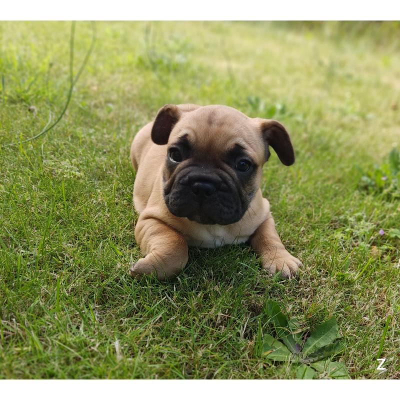 Franse bulldog puppy&#039;s