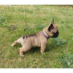 Franse bulldog puppy&#039;s