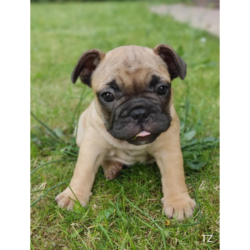 Franse bulldog puppy&#039;s