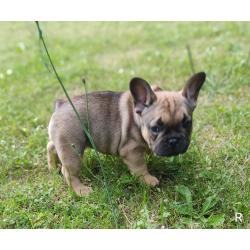 Franse bulldog puppy&#039;s