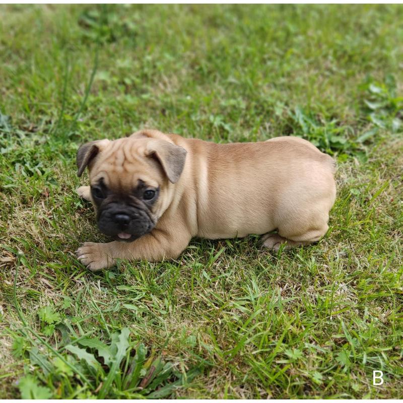Franse bulldog puppy&#039;s