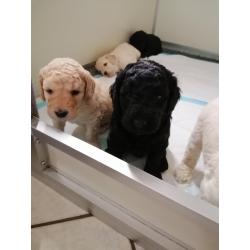 Prachtige goldendoodle pups