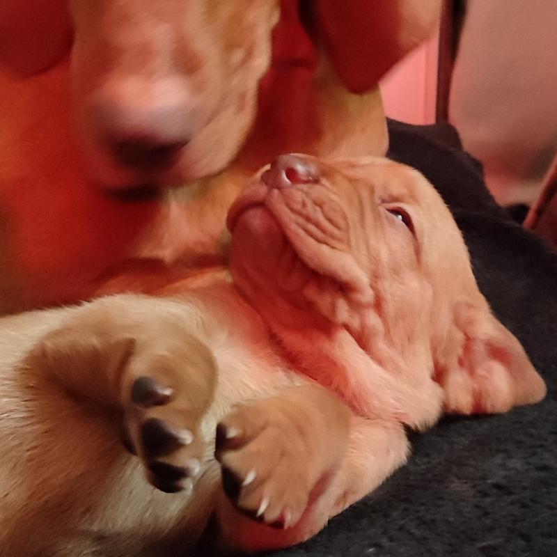 Pups Vizsla