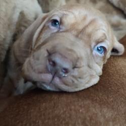 Pups Vizsla