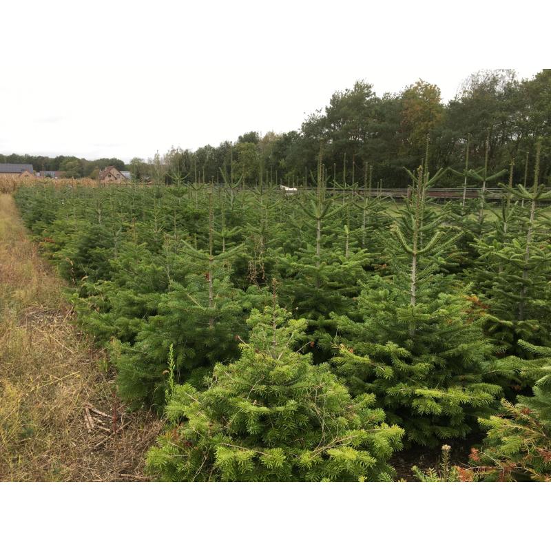 Kerstbomen te koop