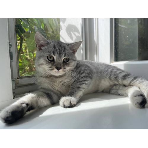 British Shorthair male van 29/04 met Stamboom certificaat van WCF