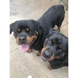 Mooie lieve Rottweiler pups