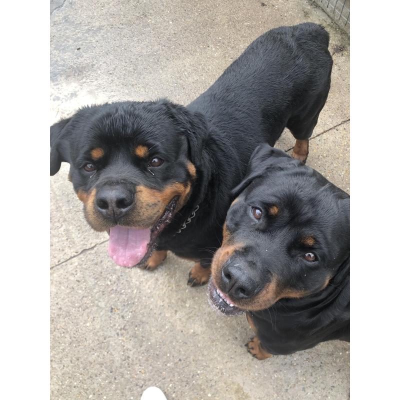 Mooie lieve Rottweiler pups