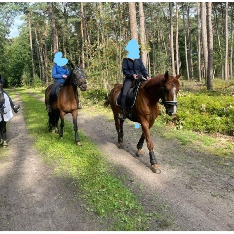 Grondwerkpaard - Wandelpaard