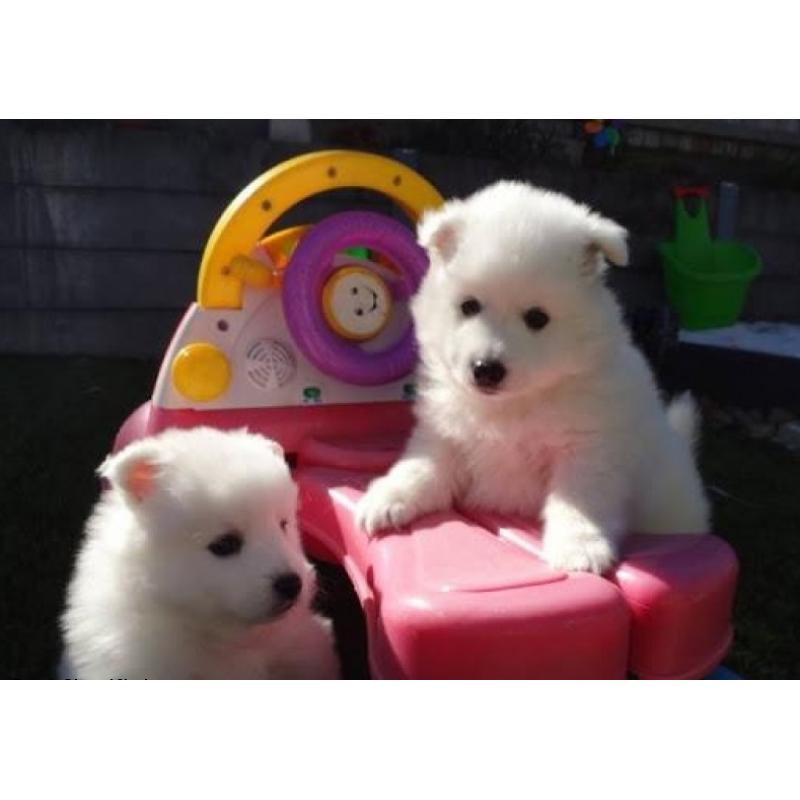Purebred Japanese Spitz Puppies for adoption