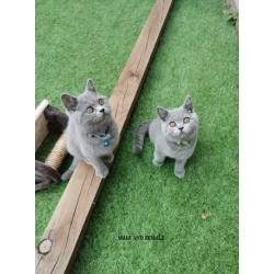 British shorthair and ragdoll kittens