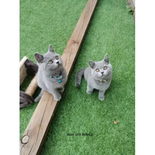 British shorthair and ragdoll kittens