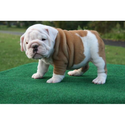 Kerst Engelse Bulldog-pups  klaar