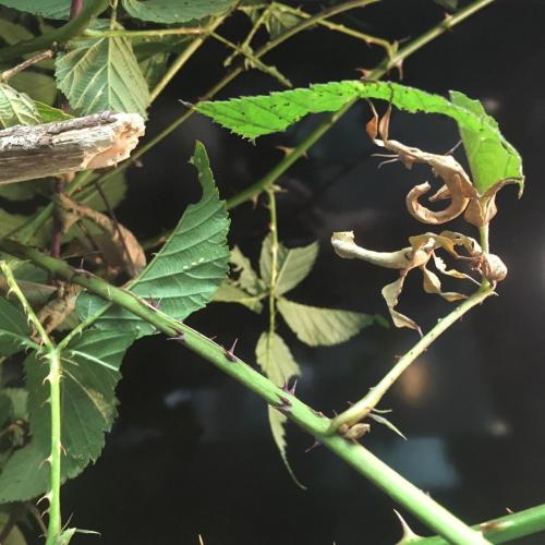 Extatosoma tiaratum / Australische flappentak (PSG 9): nimfjes.