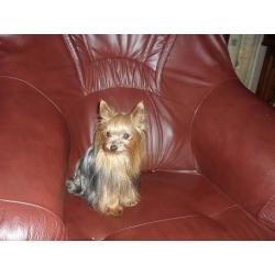 yorkshire terrier