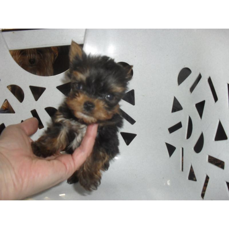 yorkshire terrier