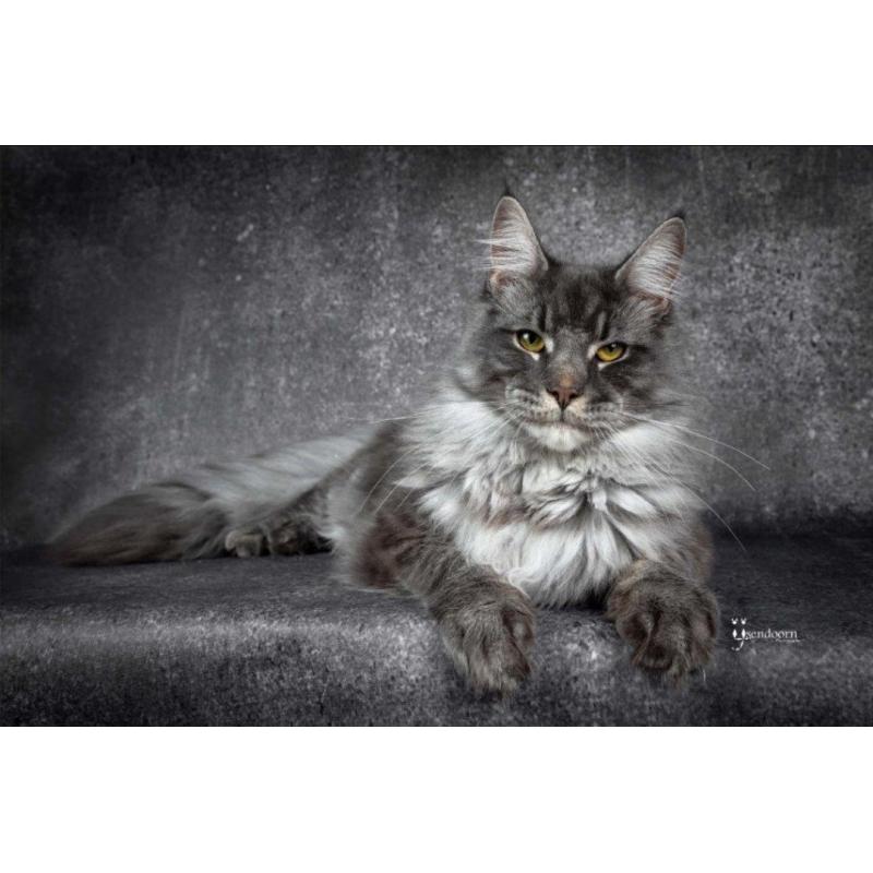 Dekkater Maine Coon