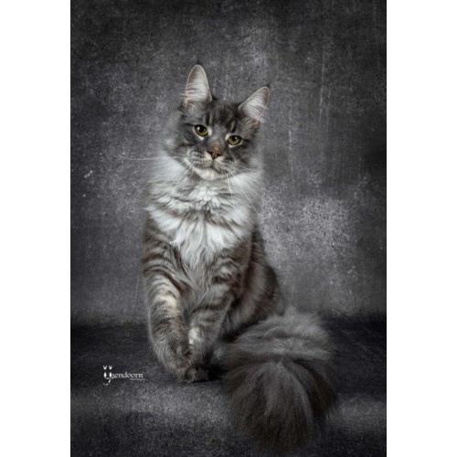 Dekkater Maine Coon