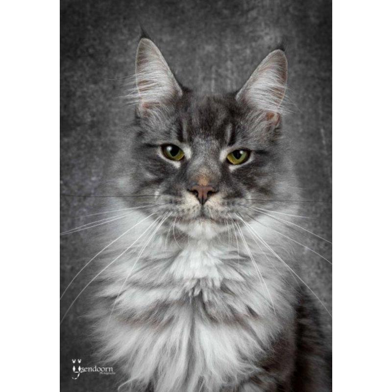 Dekkater Maine Coon