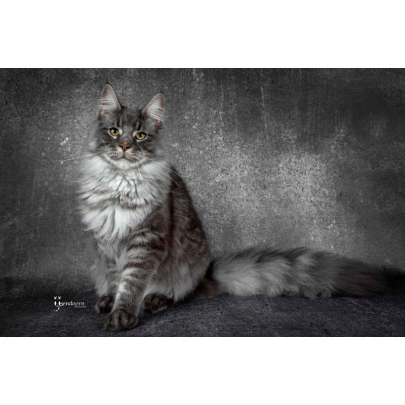 Dekkater Maine Coon