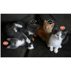 Super lieve actieve en nieuwsgierige kittens