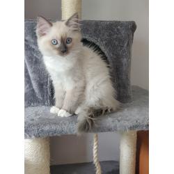 2 SUPER LIEVE RASZUIVER Ragdoll Kittens Katin & Katertje