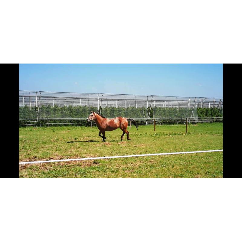 Appaloosa merrie Lola