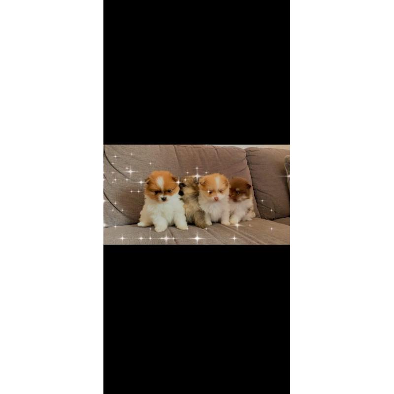 Pomeranian pomeriaan pups