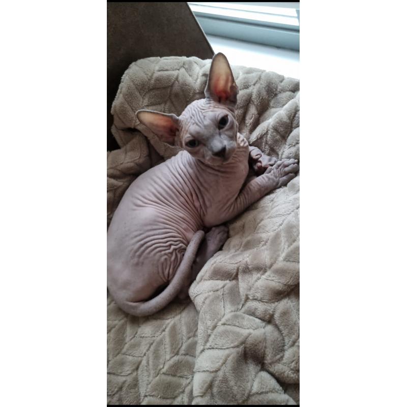 Sphynx kitten 4maanden oud