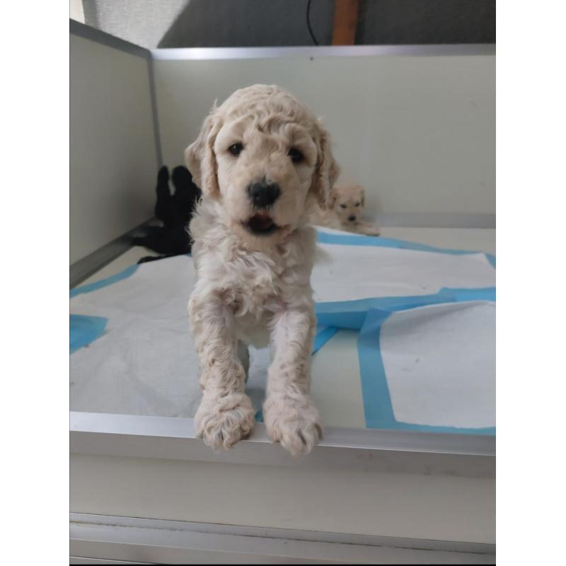 Prachtige goldendoodle pups