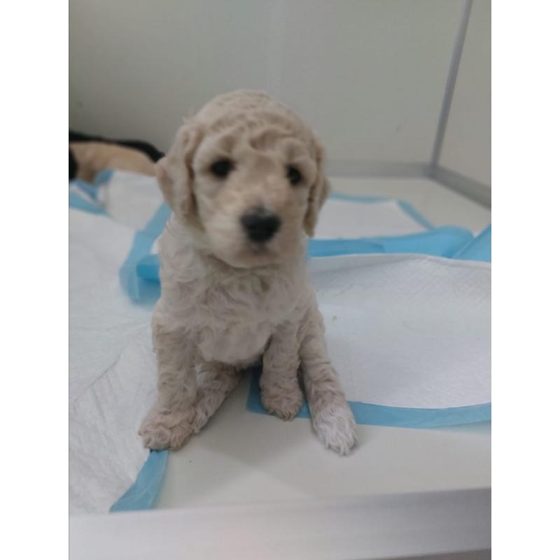 Prachtige goldendoodle pups