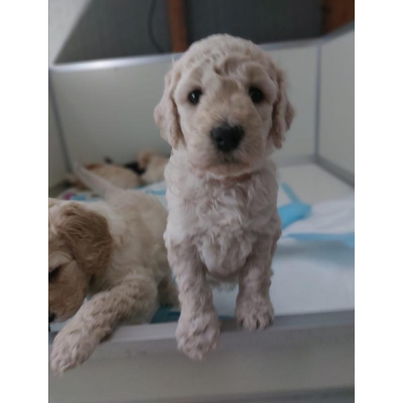 Prachtige goldendoodle pups