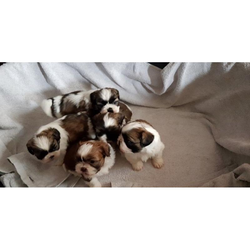 Shih Tzu puppy&#039;s males and bitches